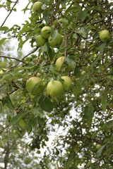 Apfel am Baum