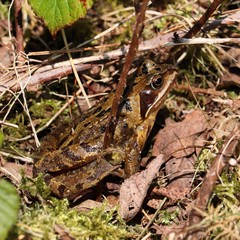 Frog sitting amongst foliage 