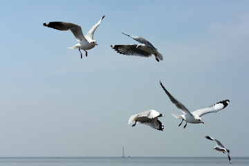 Seagulls flying over the sea. Pier on background