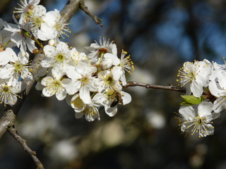 Flowers of fruit tree European plum Prunus domestica blossoming in the garden