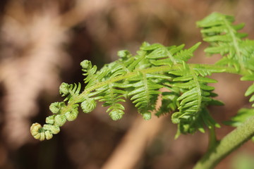 Green Fern leaf shoot