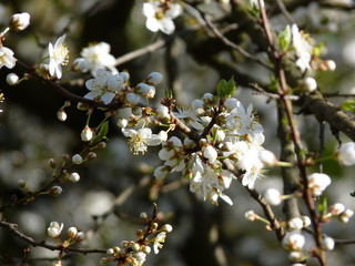 Flowers of fruit tree European plum Prunus domestica flowering in the garden