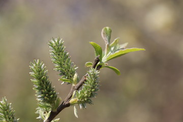 Spring Buds