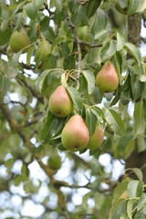 Birnen am Baum