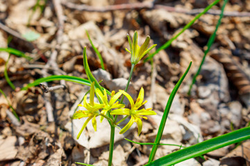 Yellow forest flower goose bow