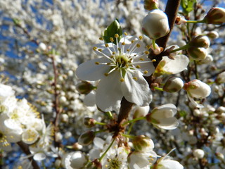 Obraz premium Flowers of fruit tree European plum Prunus domestica blossoming in the spring