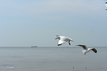 Seagulls flying over the sea. Pier on background