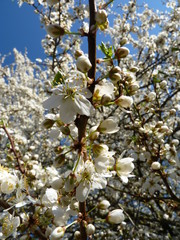 Flowers of fruit tree European plum Prunus domestica flowering in the spring