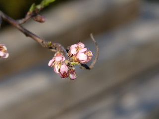 Peach Prunus persica flowers budding in the spring garden