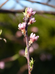Peach Prunus persica flowers budding in the spring garden