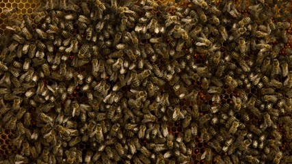 close up of bees on honeycomb in apiary