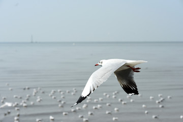Seagulls flying over the sea. Pier on background