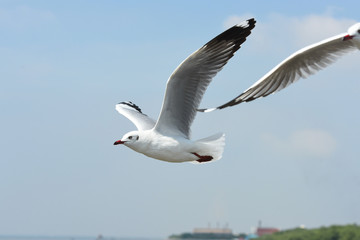 Seagulls flying over the sea. Pier on background