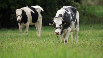 Two Milk cows on pasture, looking into the camera. Copy space,farming and production of dairy products