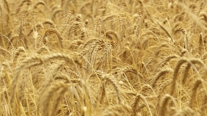 Triticale, a crop hybrid of wheat and rye. Close up