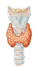 Human thyroid gland anatomy - detailed colored illustration - human organ - endocrine system