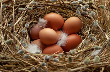 Chicken eggs, feathers in a nest with willow branches. Easter.