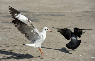 Seagulls flying over the sea. Pier on background