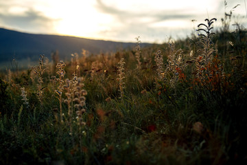 Grass in the setting sun