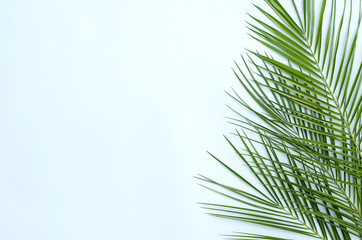 Fototapeta na wymiar Three branches of palm trees on a blue background.