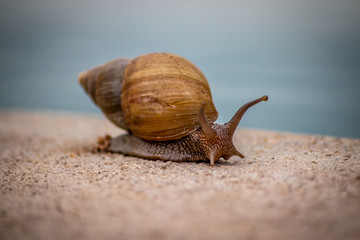 snail on the road