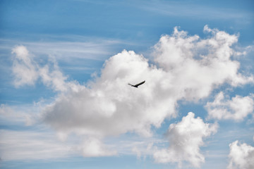 birds in the clouds fly in search of prey