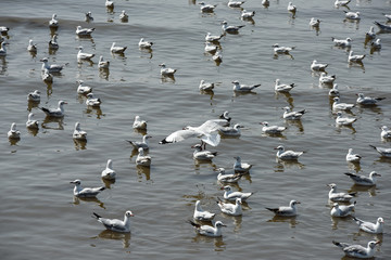 Seagulls live along the shores of the saltwater sea.
