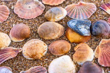 Sea shell on sand	