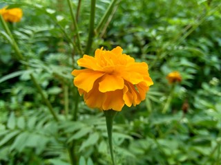 Tagetes erecta (Mexican marigold, Aztec marigold, African marigold) with natural background