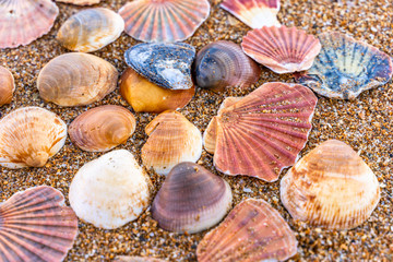 Sea shell on sand	