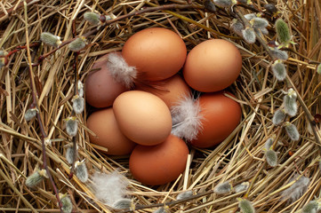 Chicken eggs, feathers in a nest with willow branches. Easter.