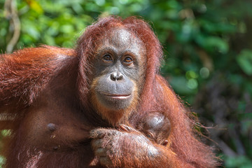 Female orangutan with her baby in the rainforest of island Borneo, Malaysia, close up