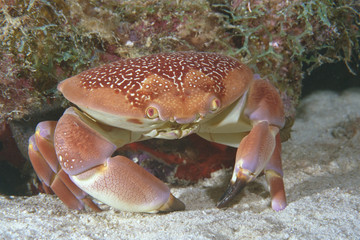 Krabbe