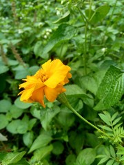 Tagetes erecta (Mexican marigold, Aztec marigold, African marigold) with natural background