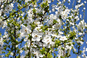 Spring contrasts. Blooming trees with small leafs and blue sky background