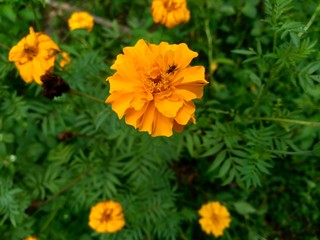 Tagetes erecta (Mexican marigold, Aztec marigold, African marigold) with natural background