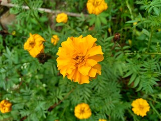 Tagetes erecta (Mexican marigold, Aztec marigold, African marigold) with natural background