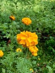 Tagetes erecta (Mexican marigold, Aztec marigold, African marigold) with natural background
