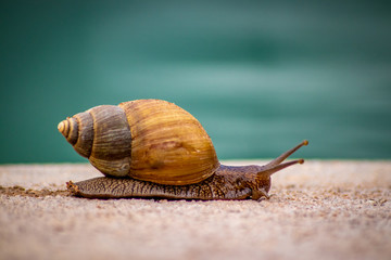 Snail viewing a bright blue pool