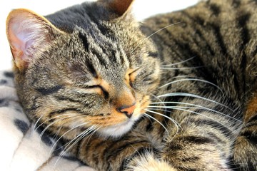 Chat de gouttière