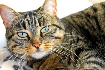 Chat de gouttière