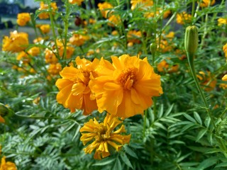 Tagetes erecta (Mexican marigold, Aztec marigold, African marigold) with natural background