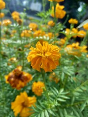 Tagetes erecta (Mexican marigold, Aztec marigold, African marigold) with natural background
