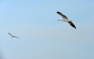 Fototapeta na wymiar Seagulls flying over the sea. Pier on background