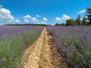 A lavender field of Sault ( France )