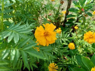 Tagetes erecta (Mexican marigold, Aztec marigold, African marigold) with natural background