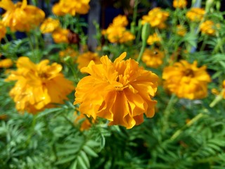 Tagetes erecta (Mexican marigold, Aztec marigold, African marigold) with natural background