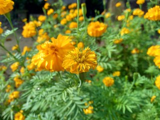 Tagetes erecta (Mexican marigold, Aztec marigold, African marigold) with natural background