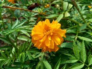 Tagetes erecta (Mexican marigold, Aztec marigold, African marigold) with natural background