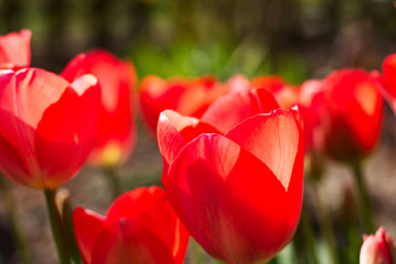 Fototapeta premium rote tulpen im frühling